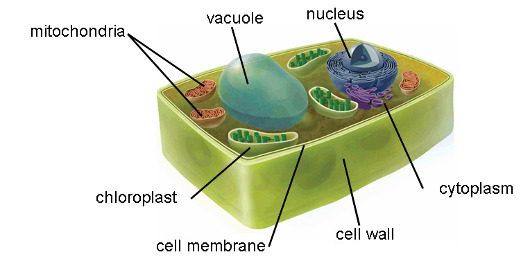 Cells Guide - 7TH GRADE SCIENCE